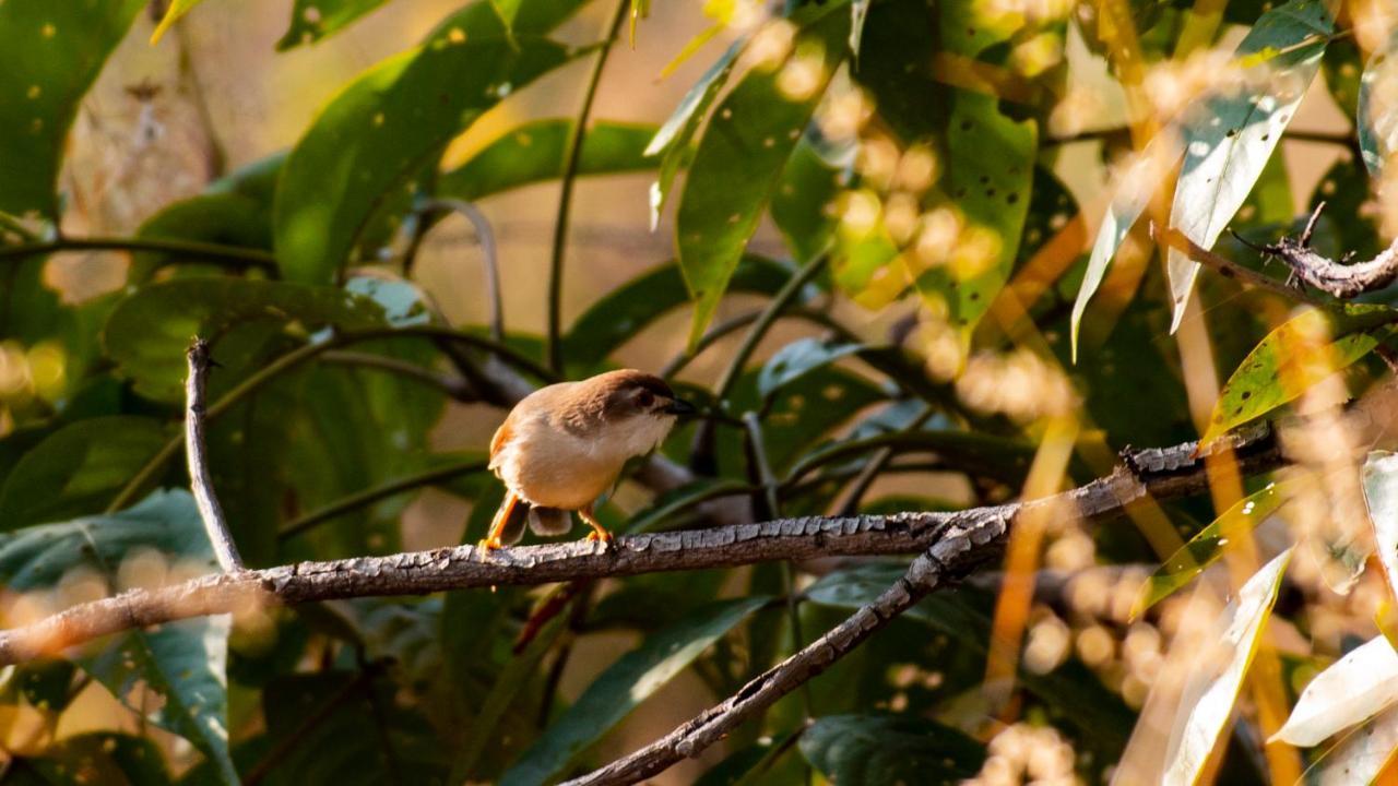 Dera Baghdarrah Nature Retreat Udaipur Ngoại thất bức ảnh