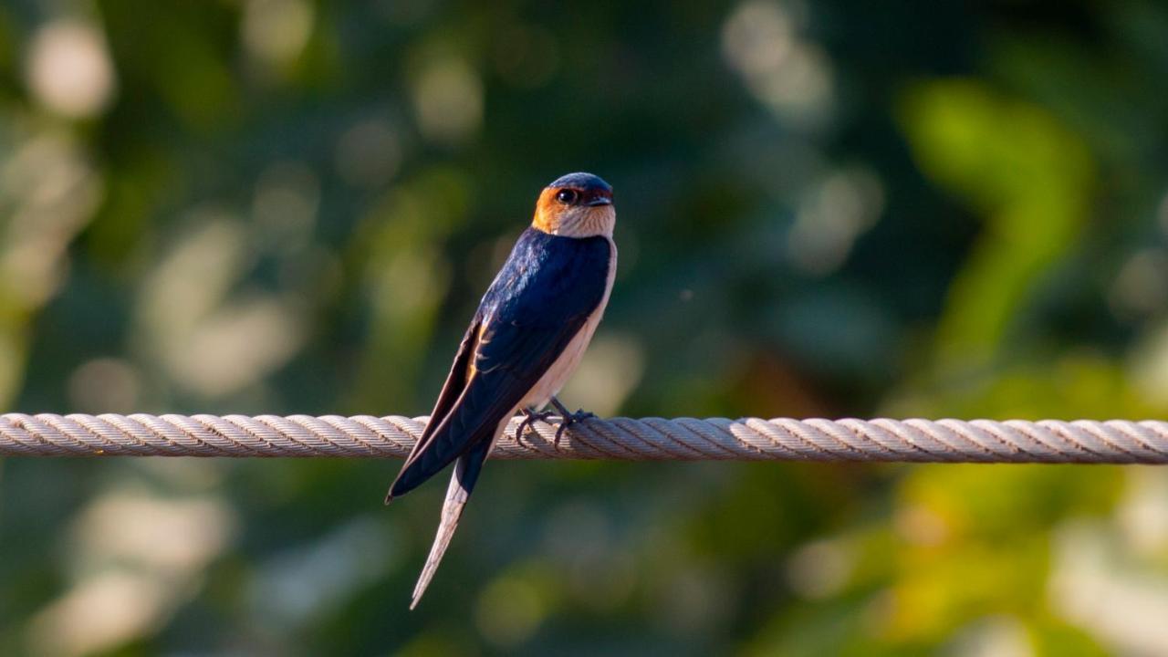 Dera Baghdarrah Nature Retreat Udaipur Ngoại thất bức ảnh