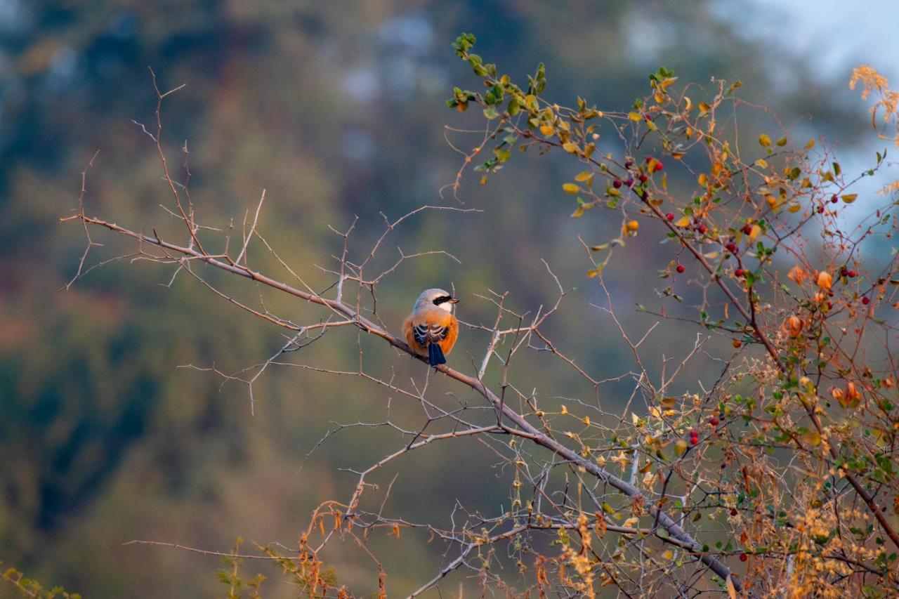 Dera Baghdarrah Nature Retreat Udaipur Ngoại thất bức ảnh