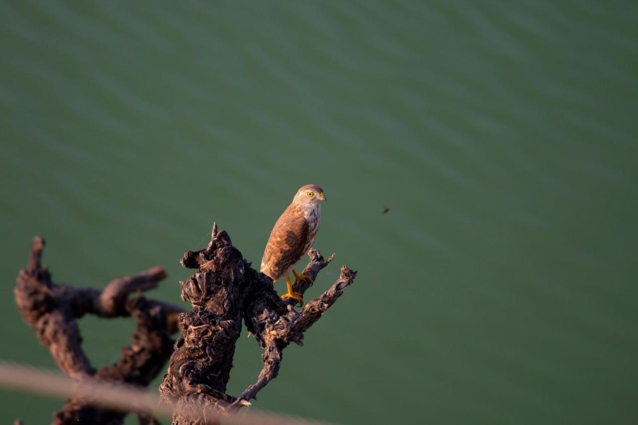 Dera Baghdarrah Nature Retreat Udaipur Ngoại thất bức ảnh
